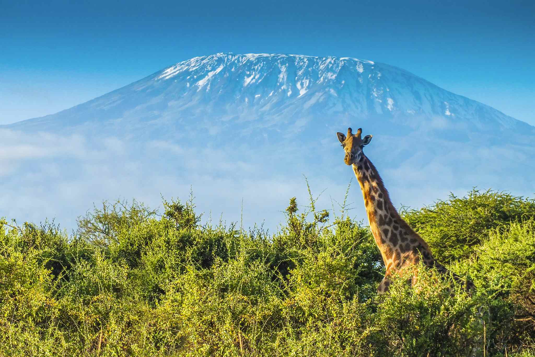 Giraffe in the African bush, with Mount Kilimanjaro in the background, Tanzania.
