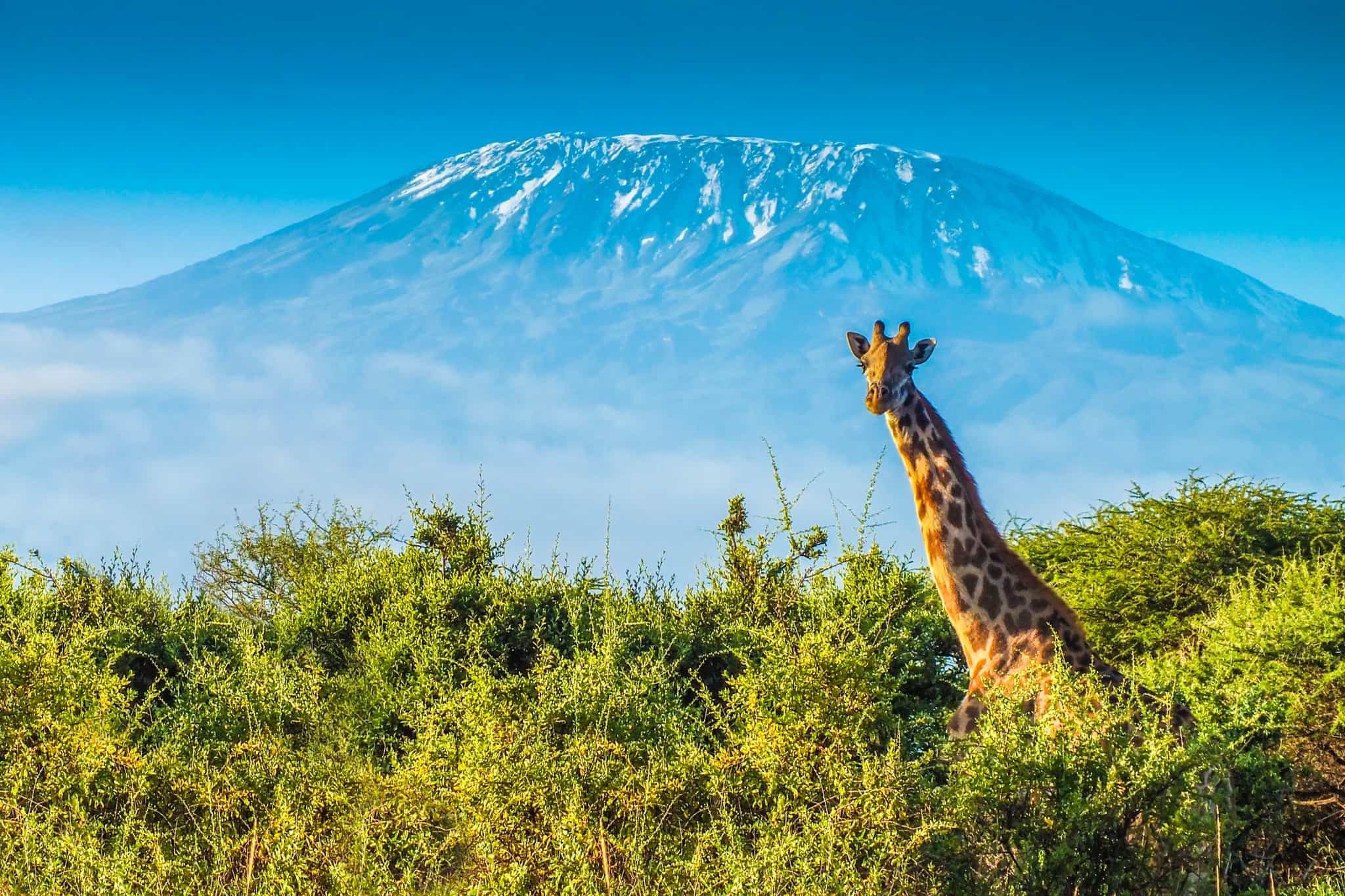 Giraffe in the African bush, with Mount Kilimanjaro in the background, Tanzania.
