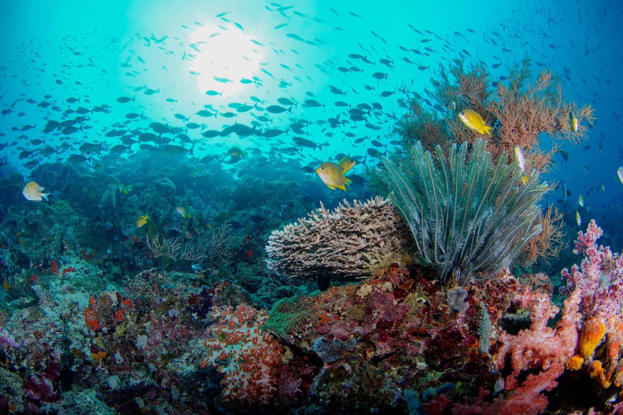 Coral reefs on Menjangan Island, Bali, Indonesia.