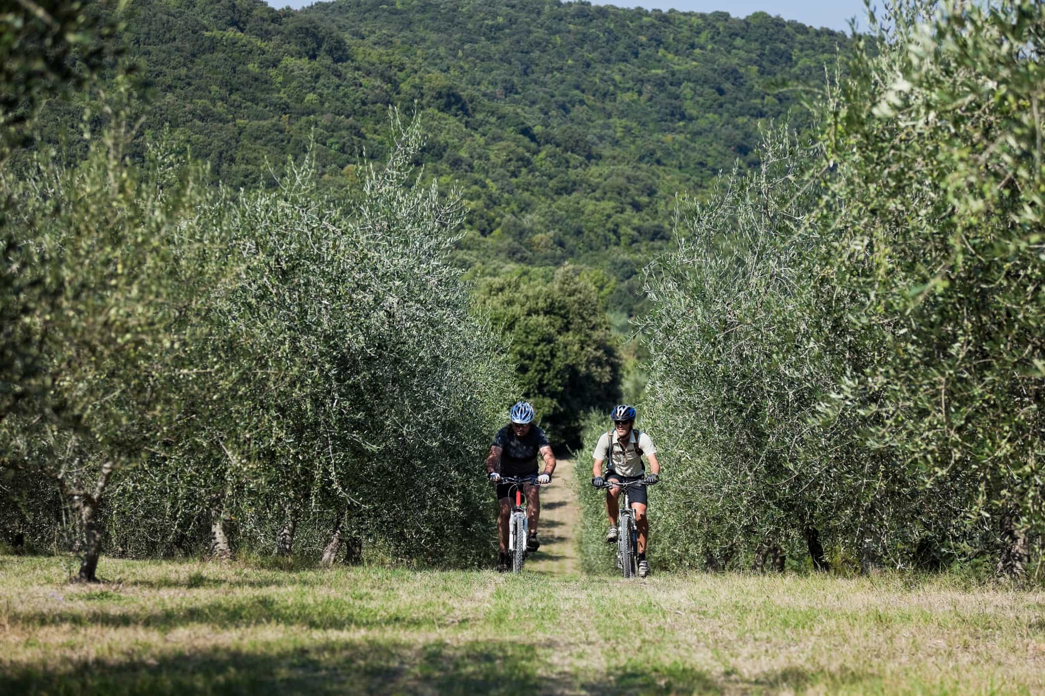 Two cyclists pedalling through olive groves.