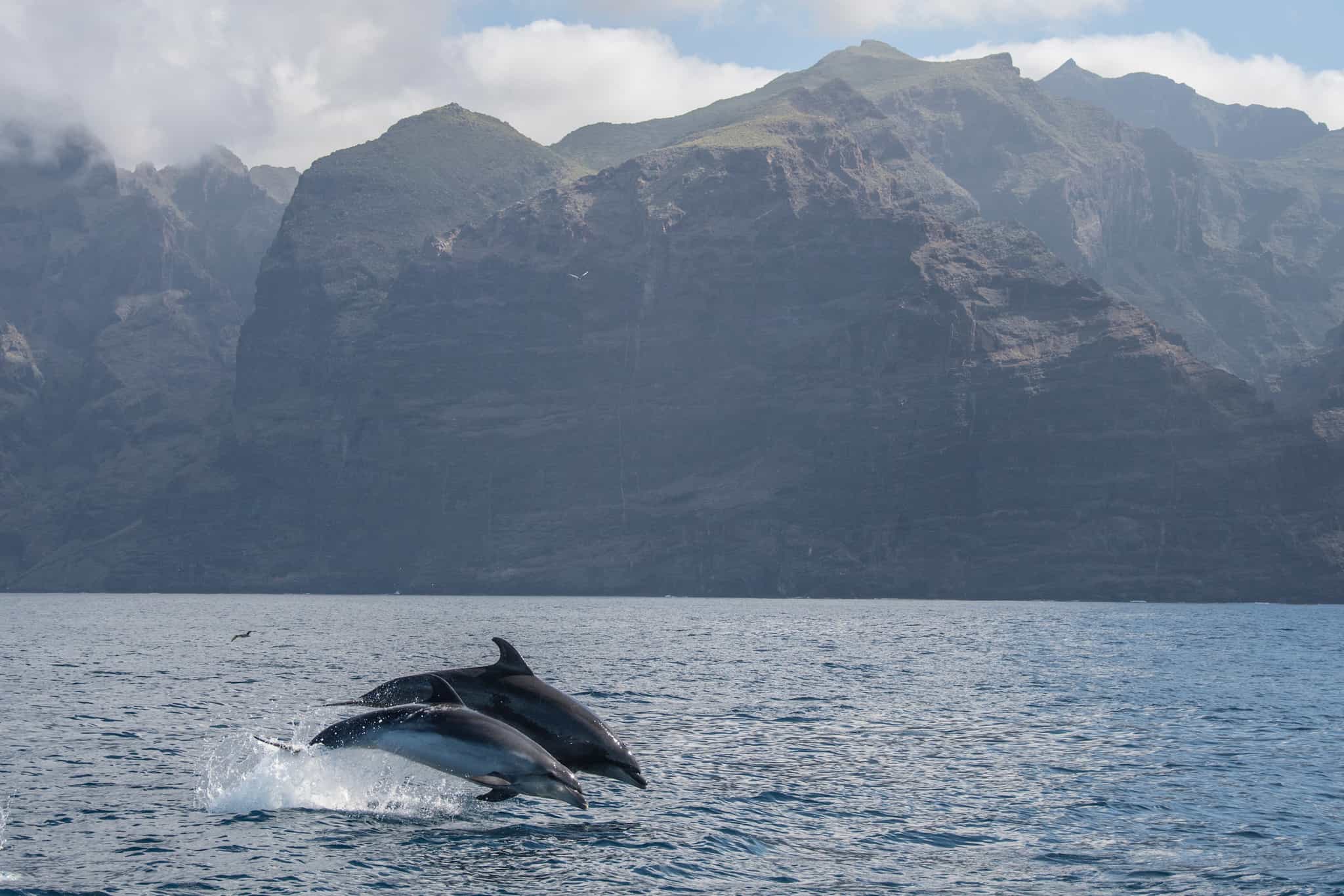 Dolphins leaping near Tenerife, Spain.