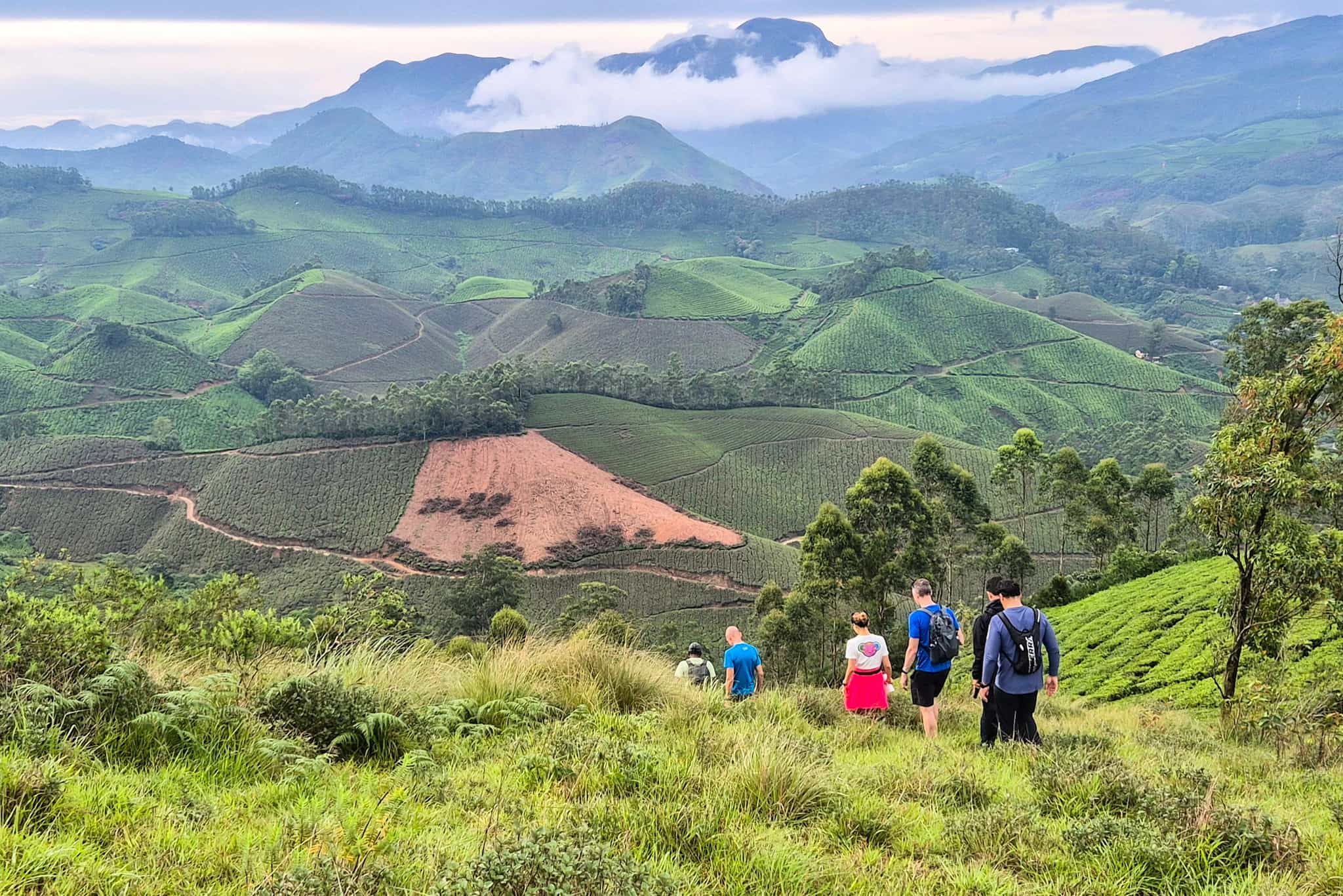 Munnar, Kerala, India. Photo: Host/Kalypso Adventures
