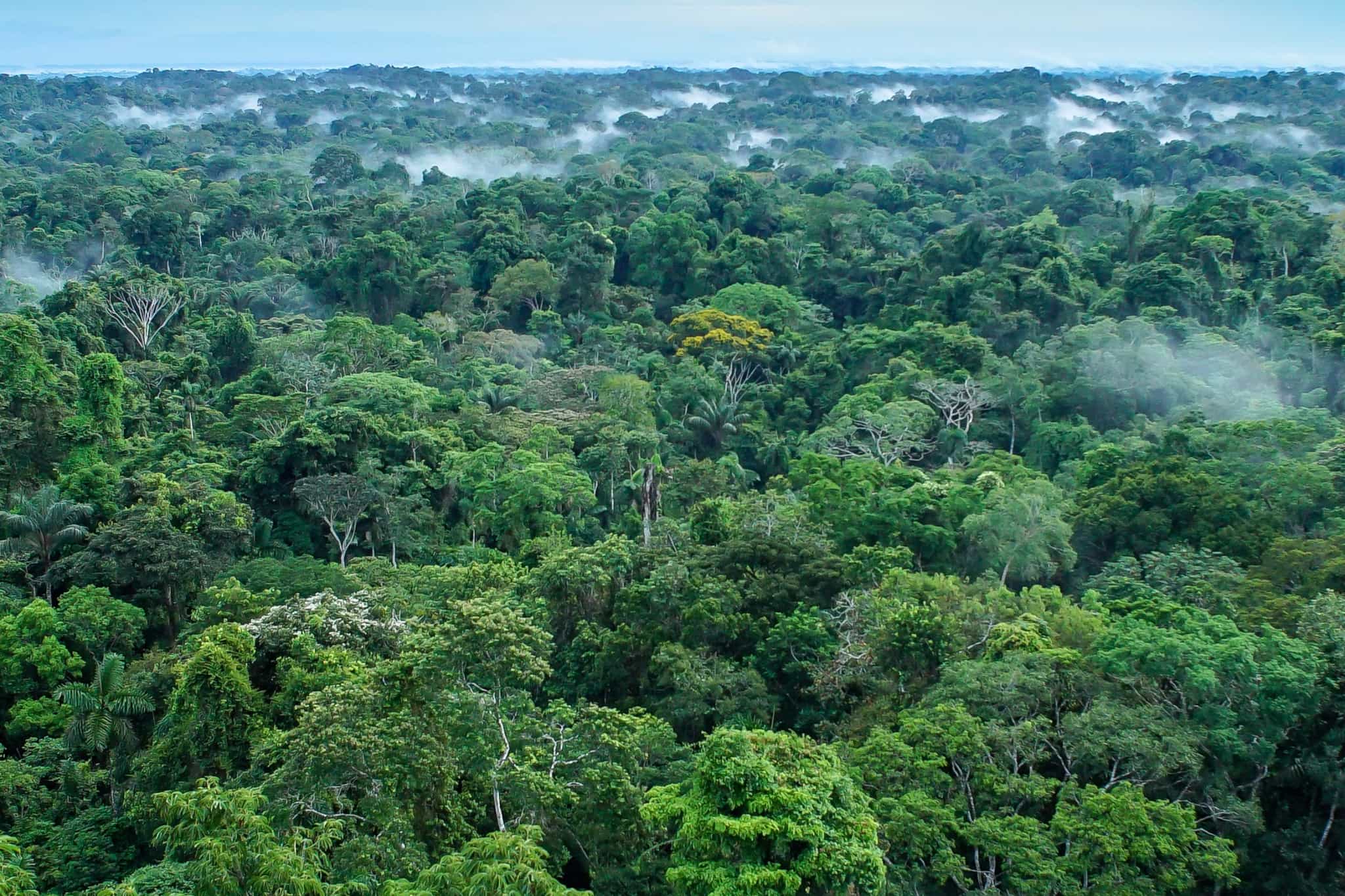 An Introduction to Yasuni National Park