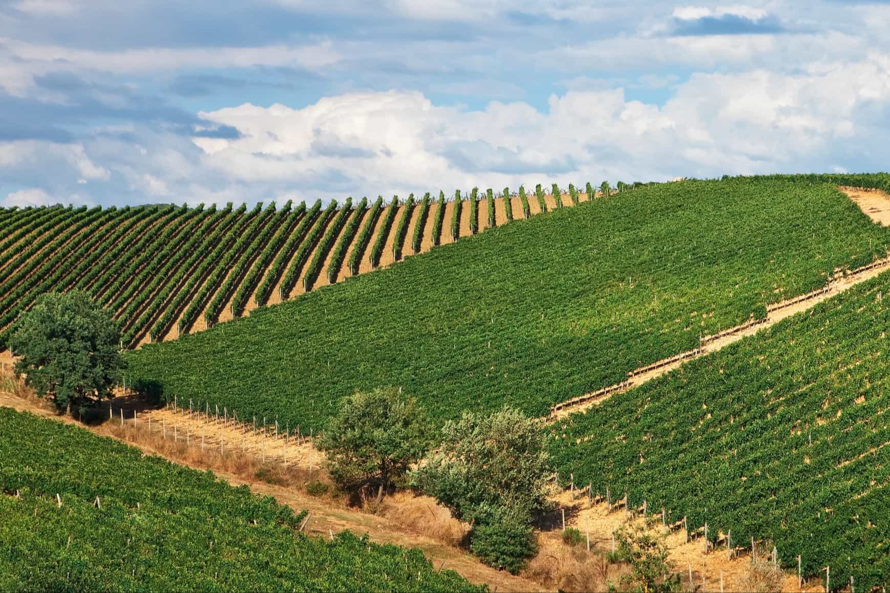Parkent vineyard, Uzbekistan
