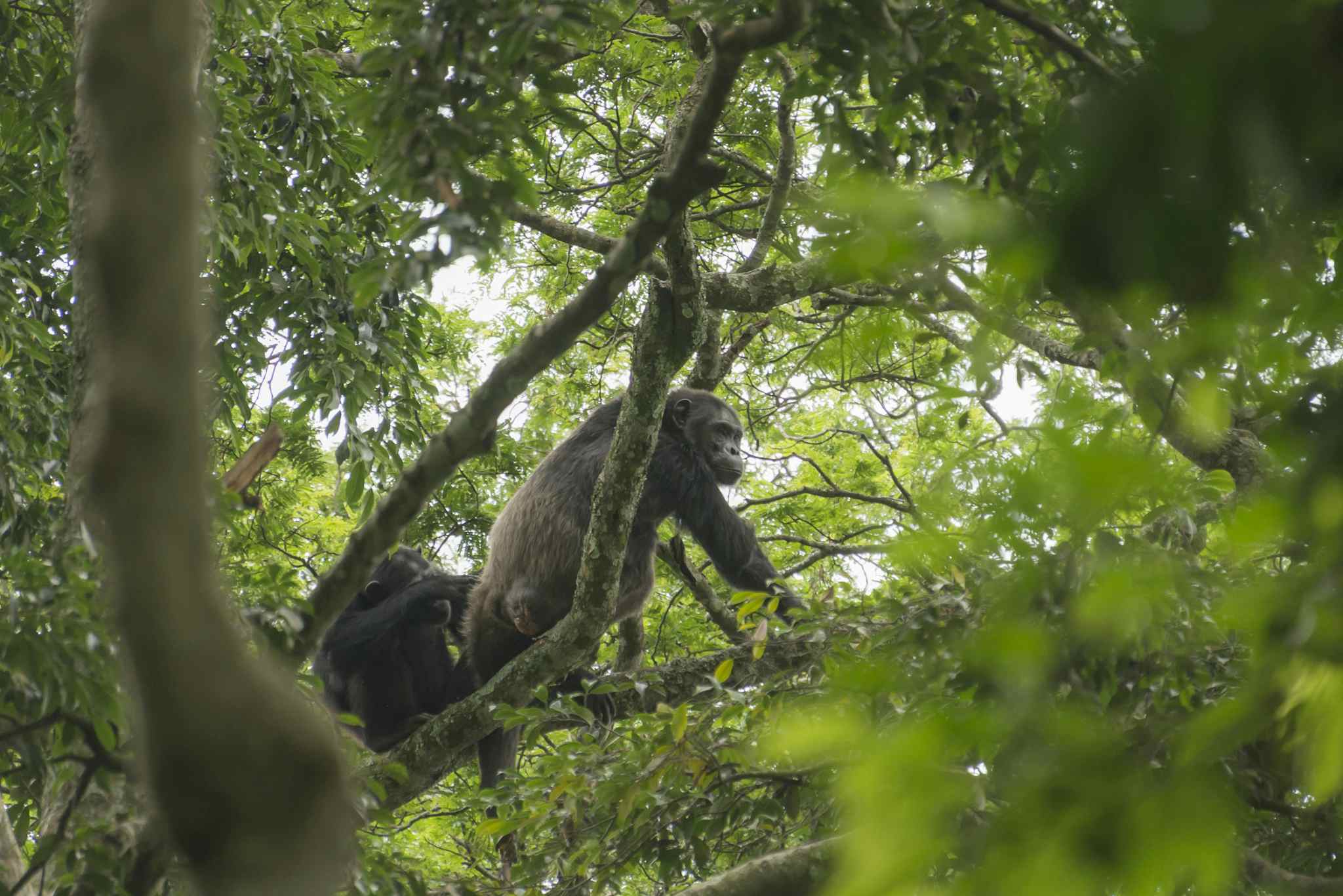 Chimpanzee in Mahale National Park, Tanzania. Photo: GettyImages-1187587501