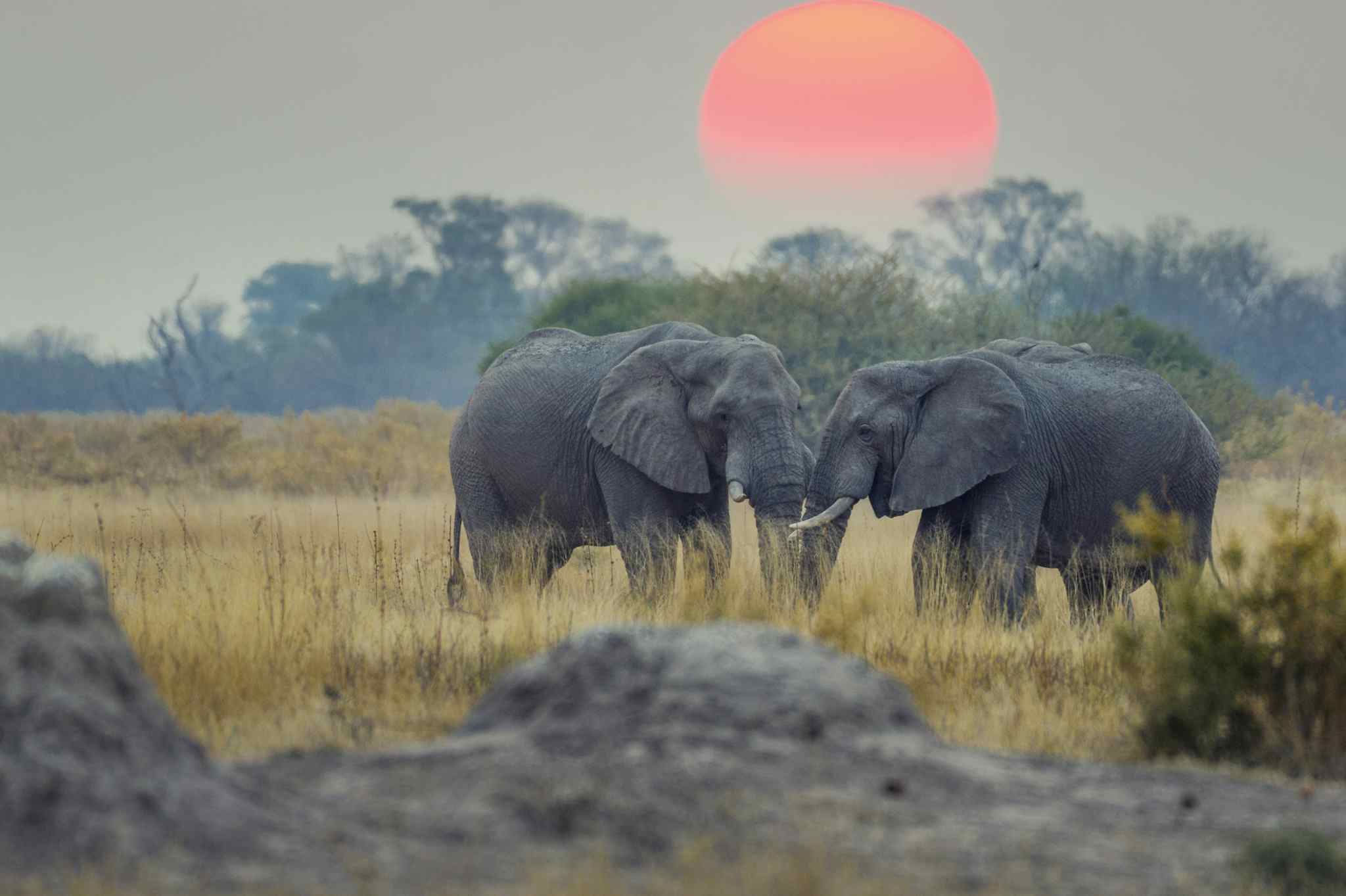 Elephants at sunset in Botswana. Photo: GettyImages-883340558