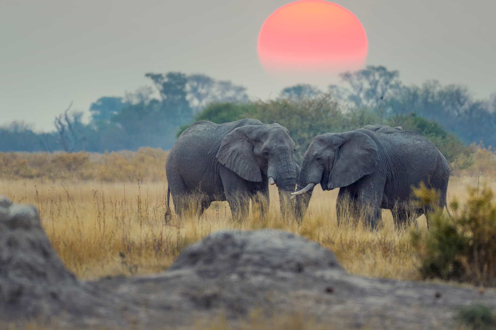 Elephants at sunset in Botswana. Photo: GettyImages-883340558