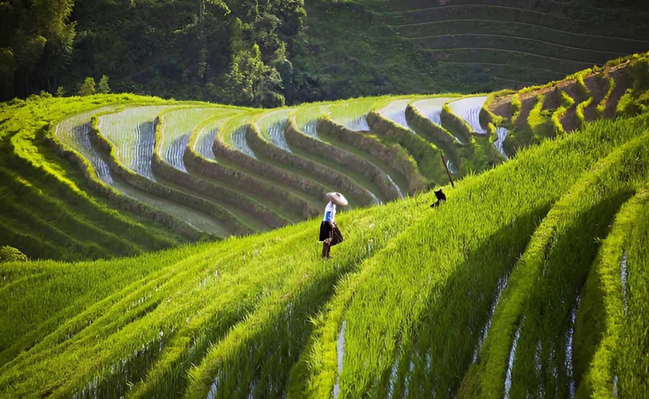 Local tea farm near Yahsghuo. Photo: host, China Adventure