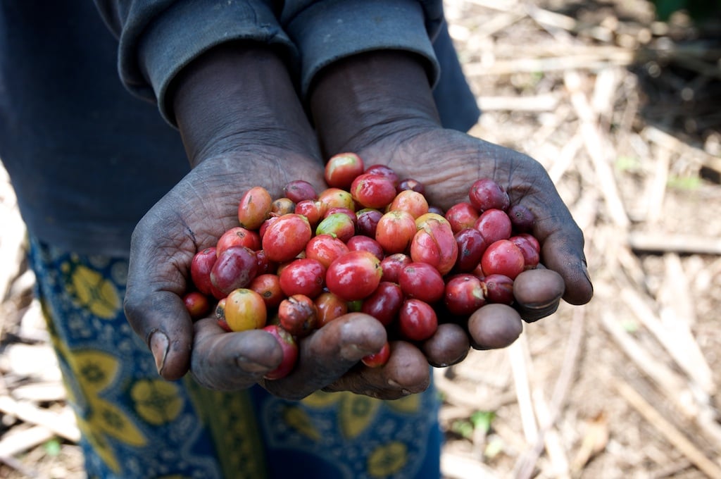 Coffee has brought community back to the Cyimbili Hills. Photo: Hope for a Thousand Hills