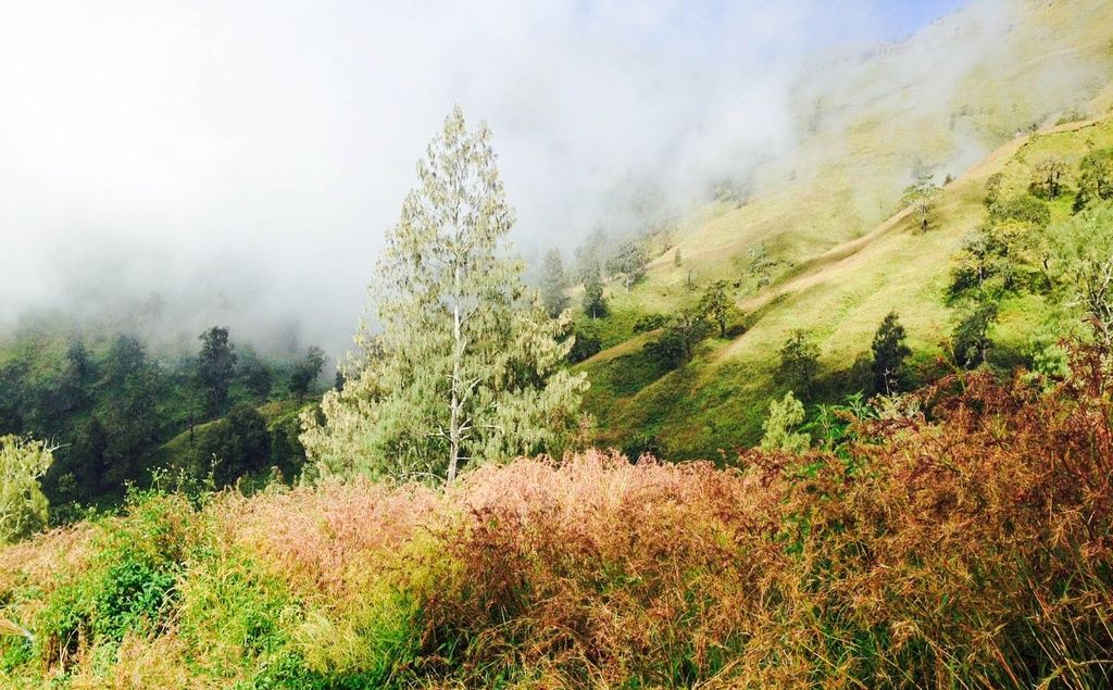 The nature as spotted while trekking on Mt. Rinjani, Indonesia