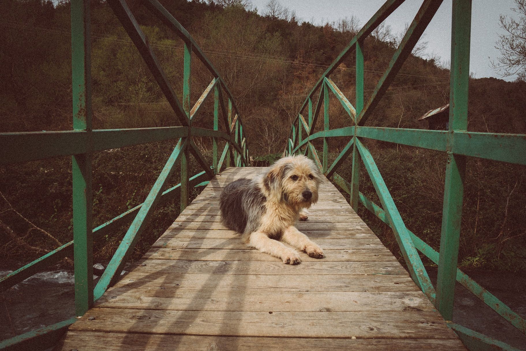 A dog on a bridge in Albania.