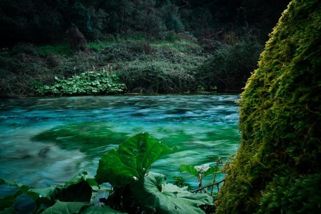 The green banks of the Vjosa River in Albania.