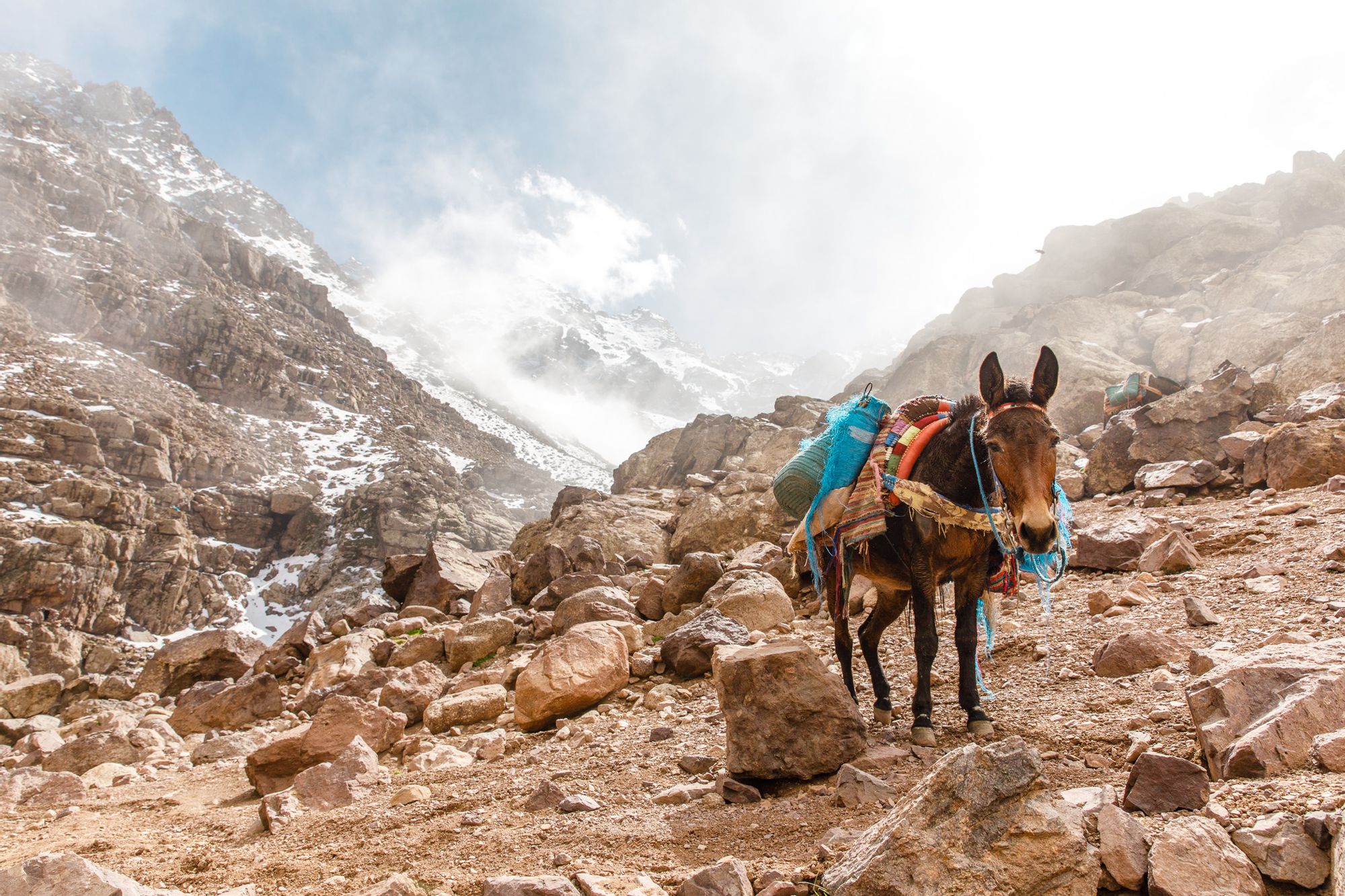 A laden pack mule in Morocco's High Atlas Mountains.
