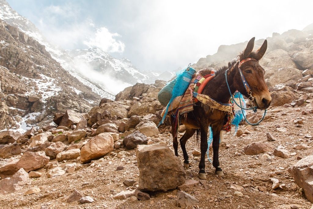 A donkey makes its way through the Atlas Mountains in Morocco.