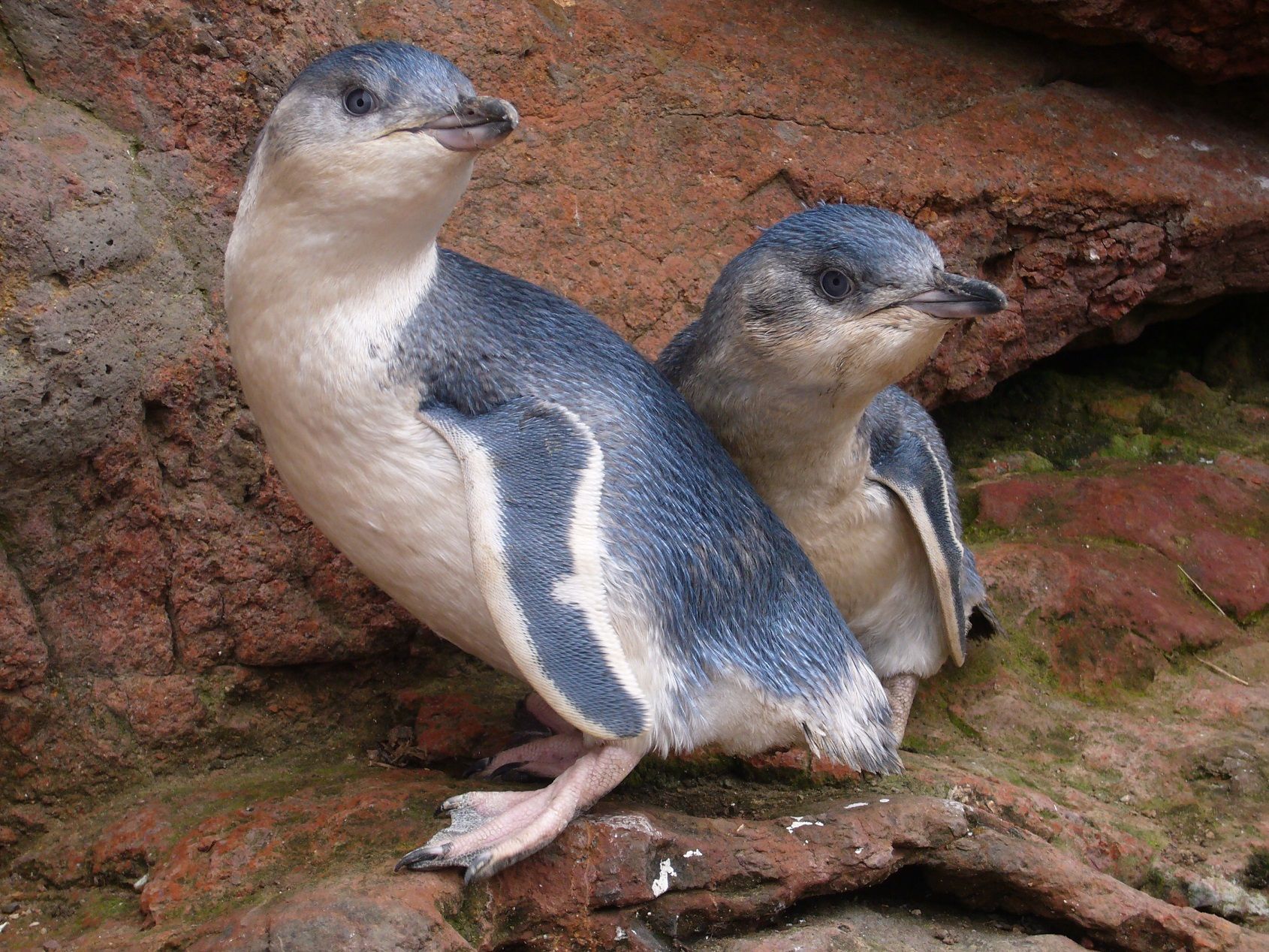 Penguins-Pohatu-New-Zealand
