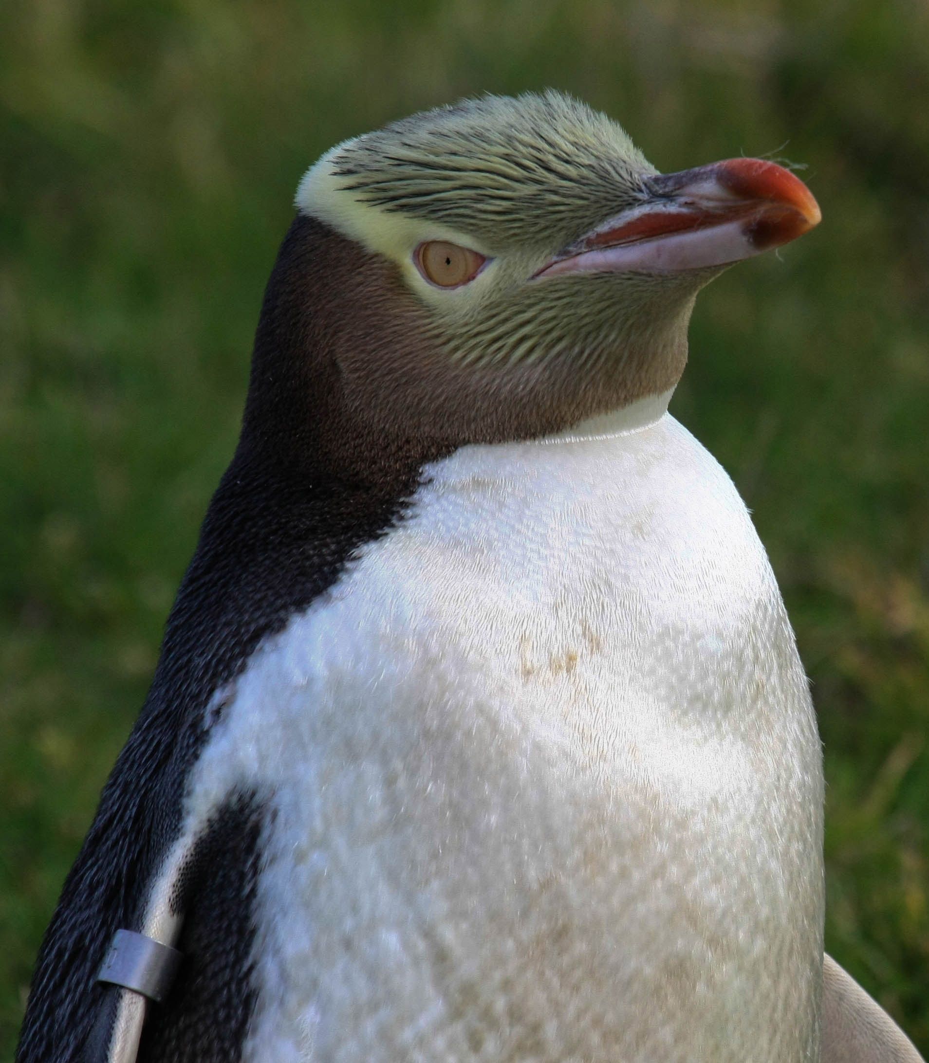 Penguin-Pohatu-New-Zealand