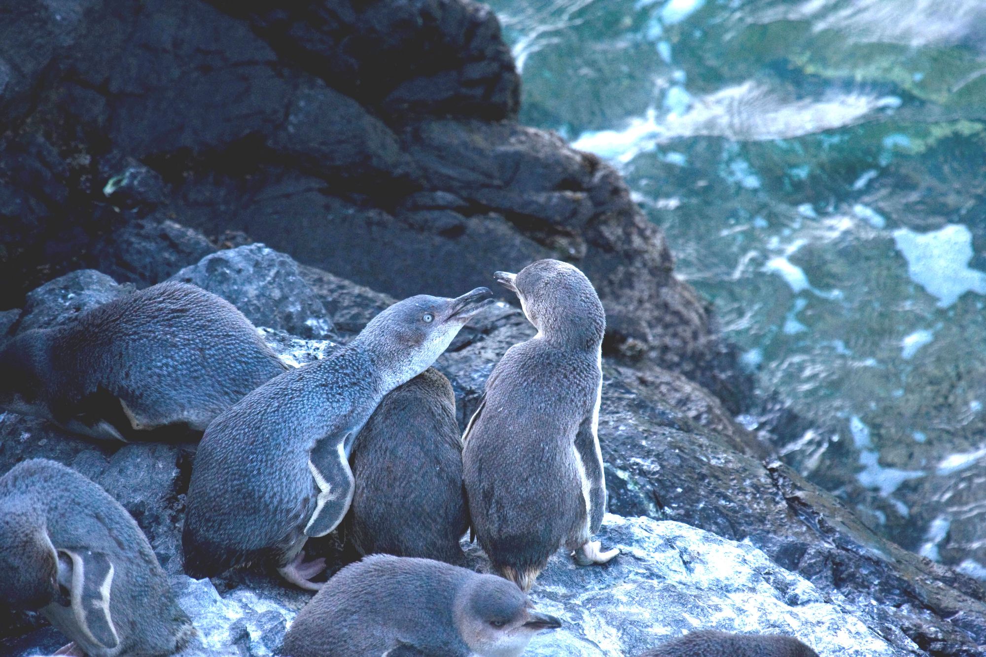 Penguins-Pohatu-New-Zealand