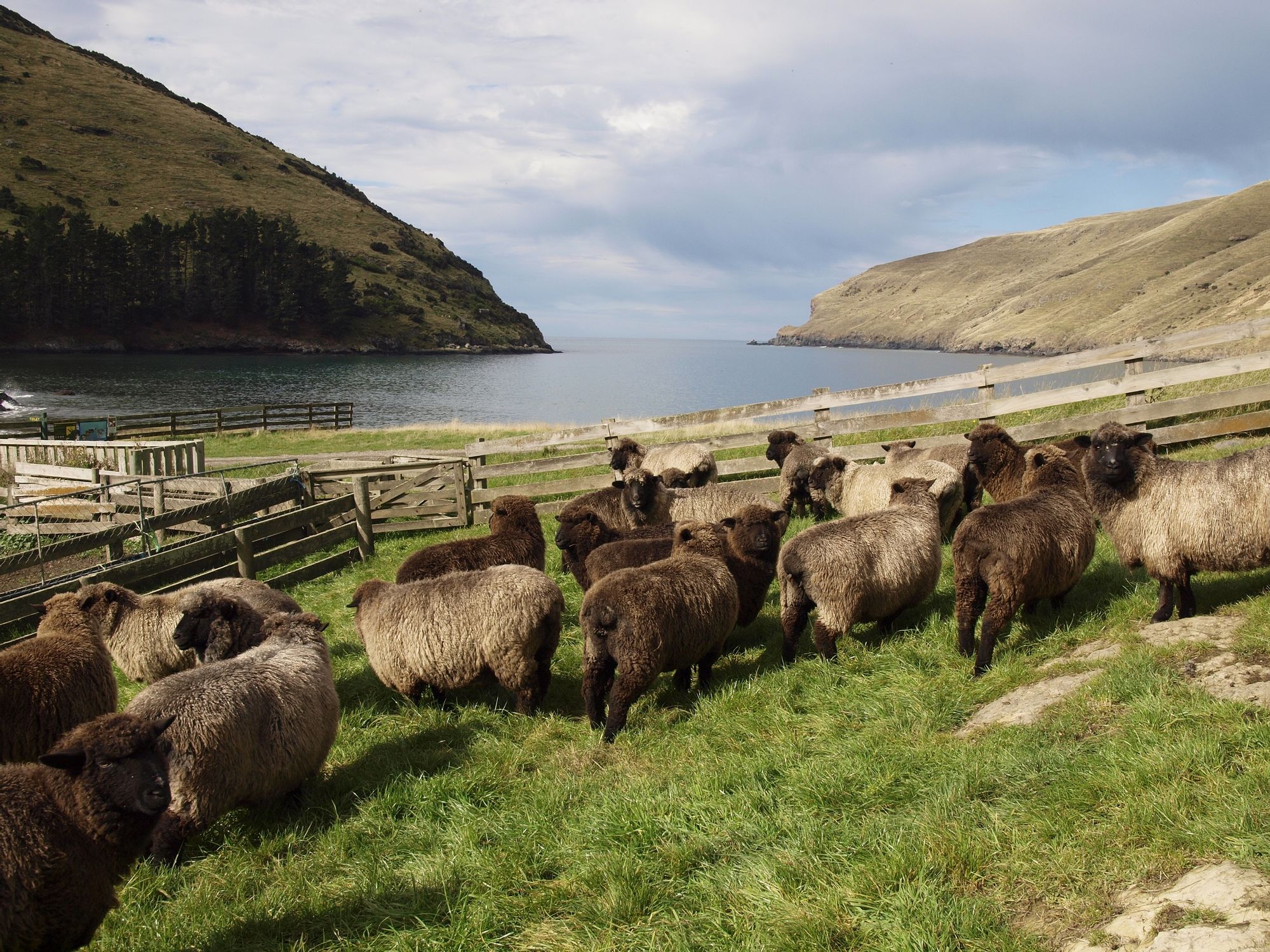 Sheeps-Pohatu-New-Zealand