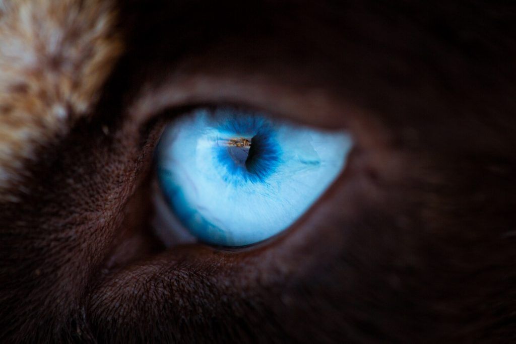 A close up of a husky dog's eye