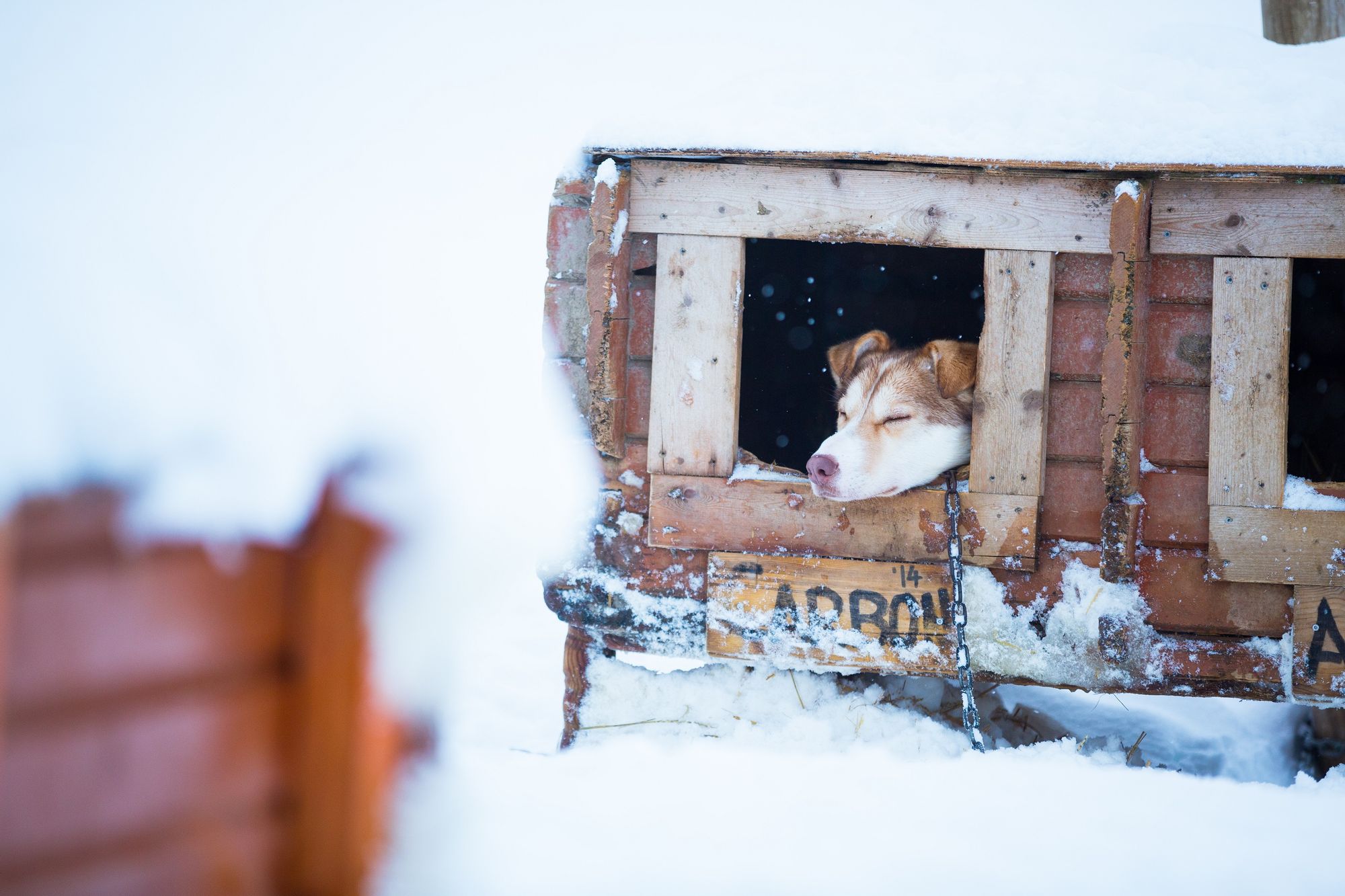 A sled dog pokes its head out of its kennel in snowy Tromso