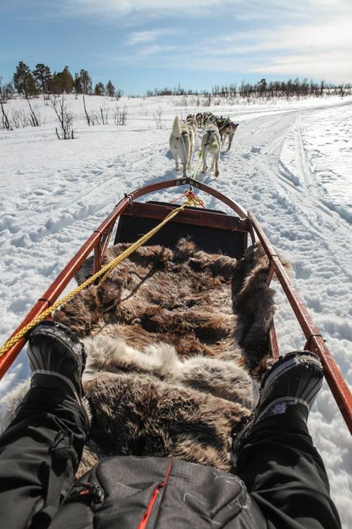 Huskies pulling a dog sled in Tromso, Norway