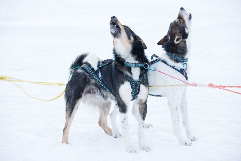 Two huskies attached to a dog sled, howling