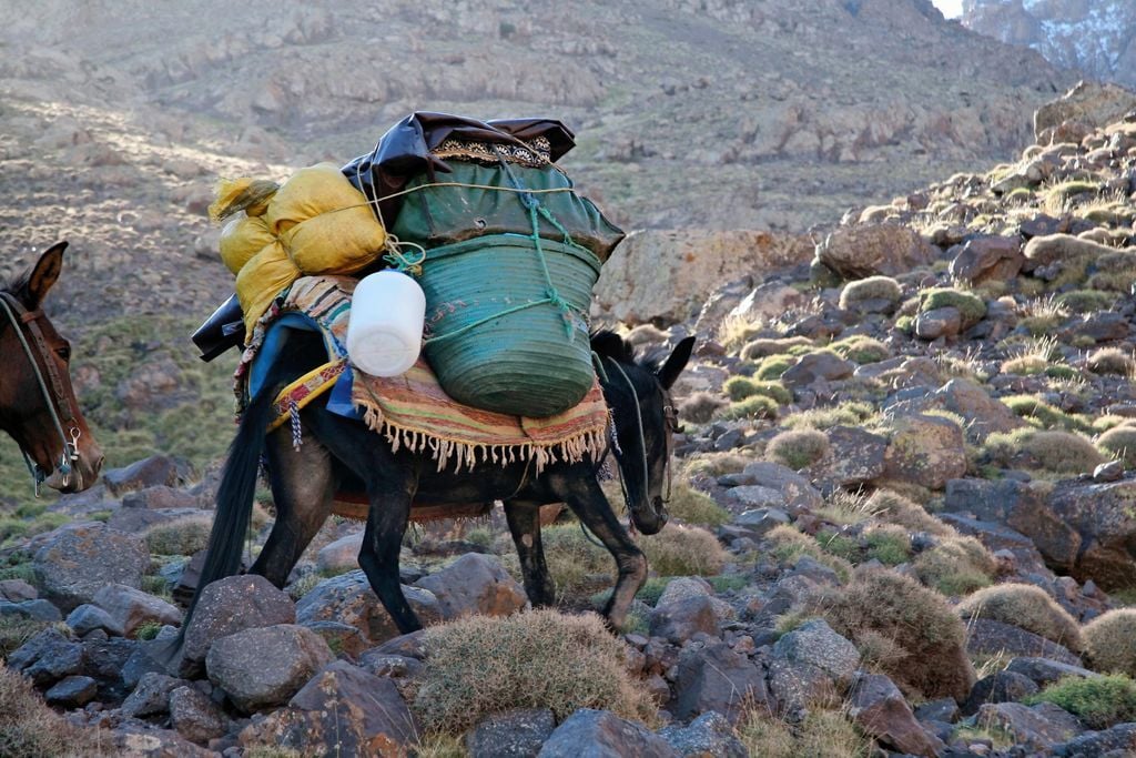 A heavily laden mule climbing the Atlas Mountains in Morocco.