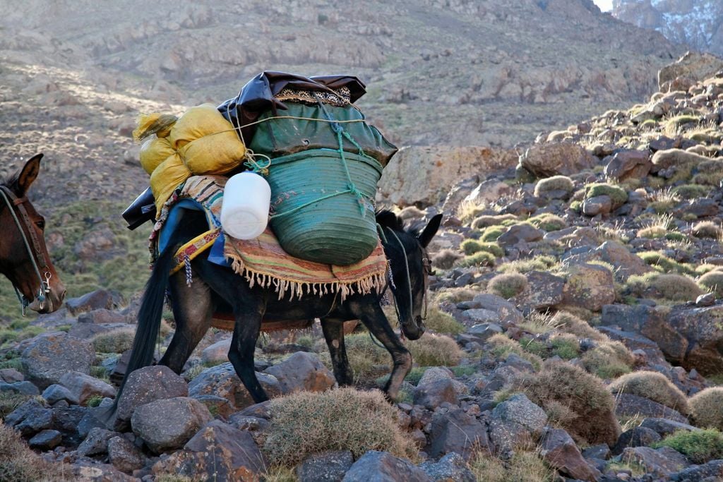 Mule-Morocco A heavily laden mule climbing the Atlas Mountains in Morocco.