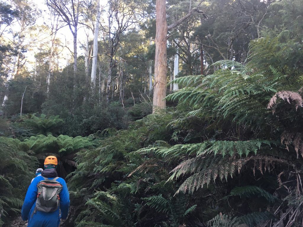 Forest-Mole-Creek-Tasmania