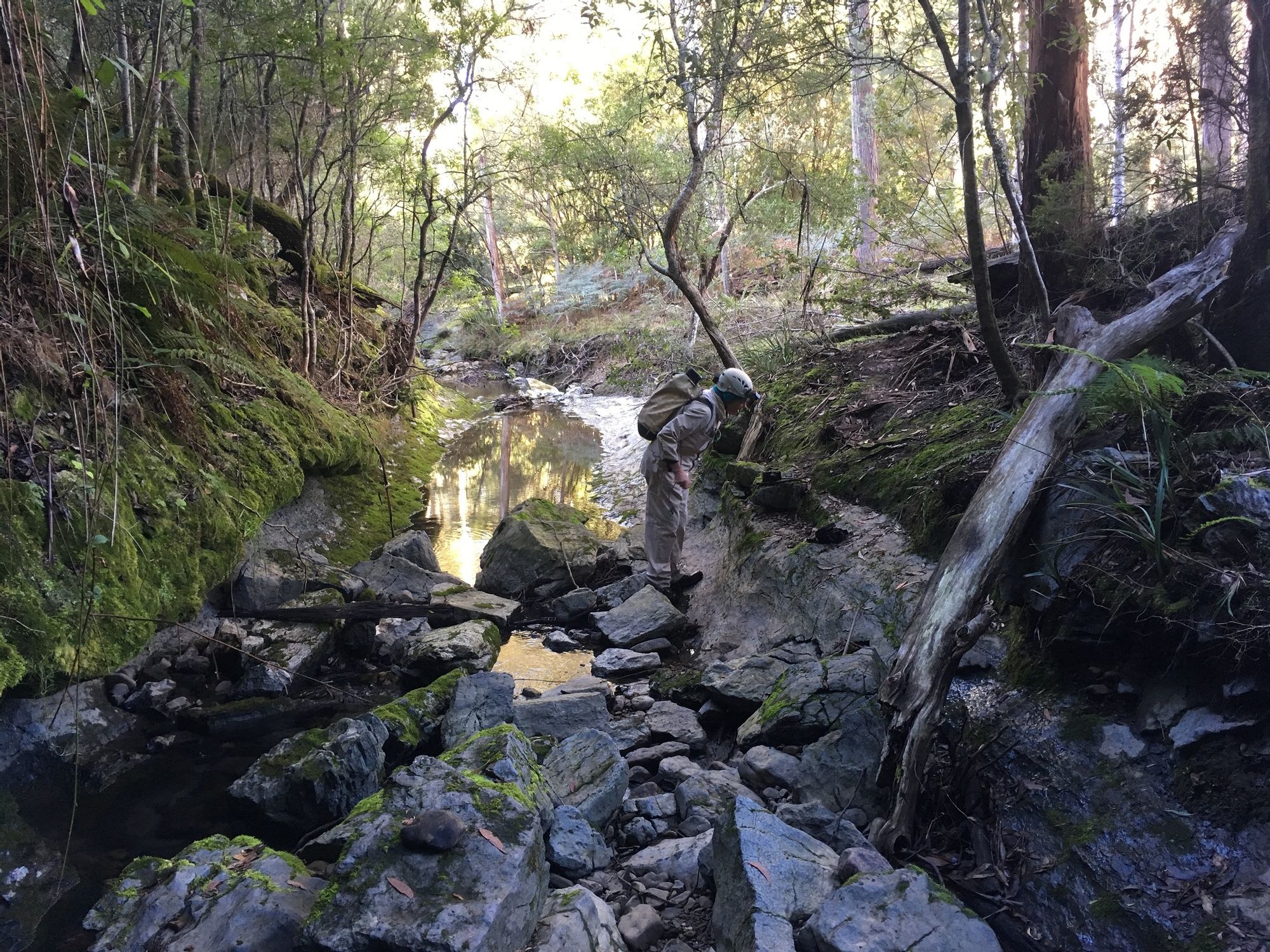 Nature-Mole-Creek-Tasmania
