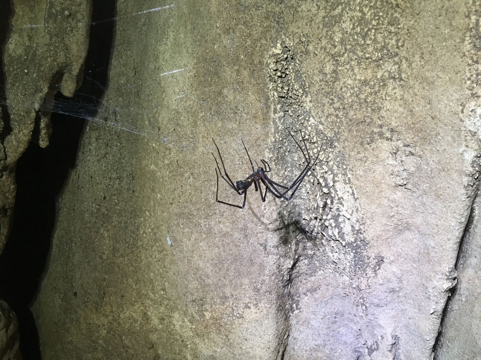 Spider-Mole-Creek-cave-Tasmania