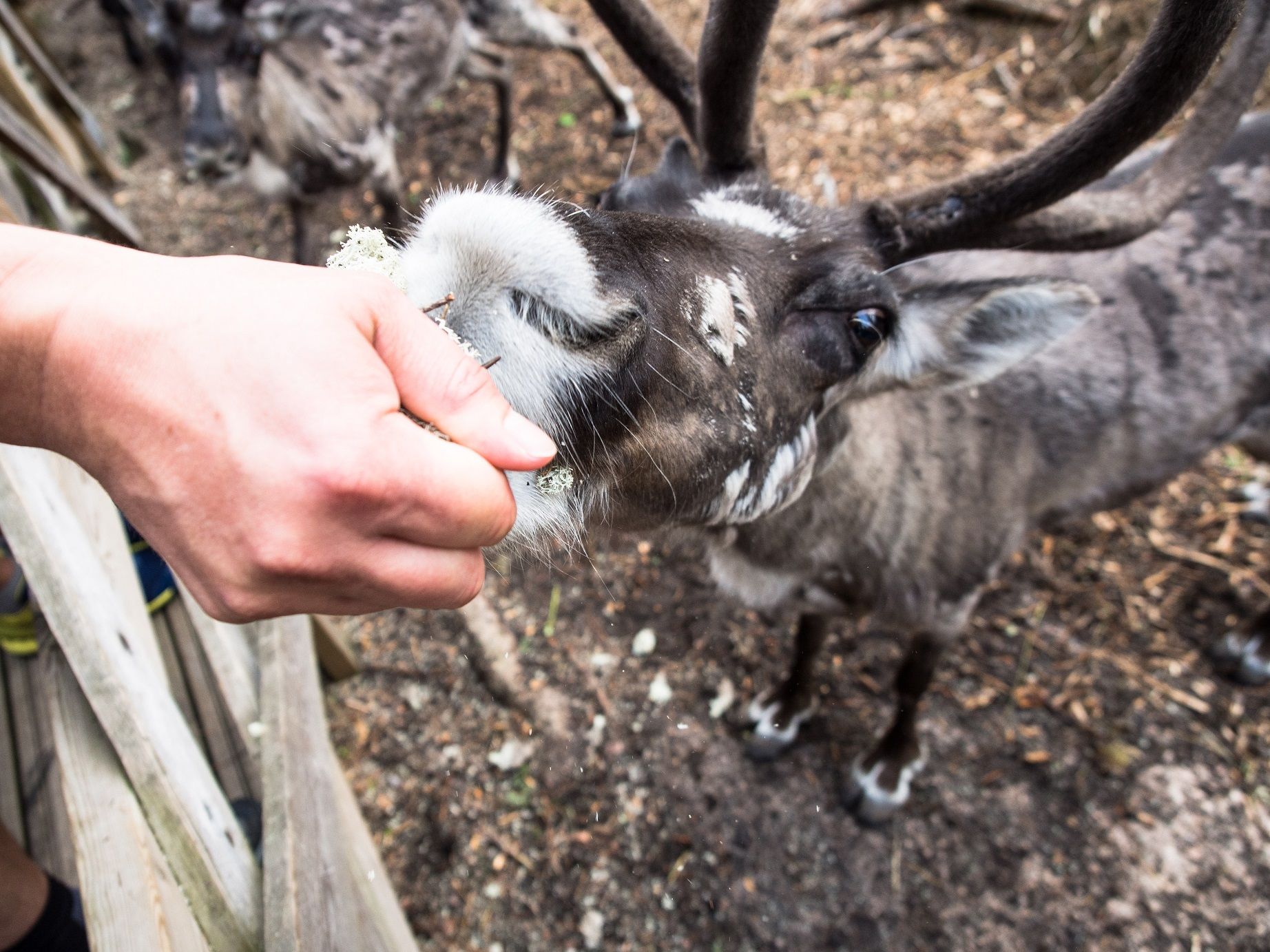 Feeding reindeer, Finland Feeding-reindeer-Finland