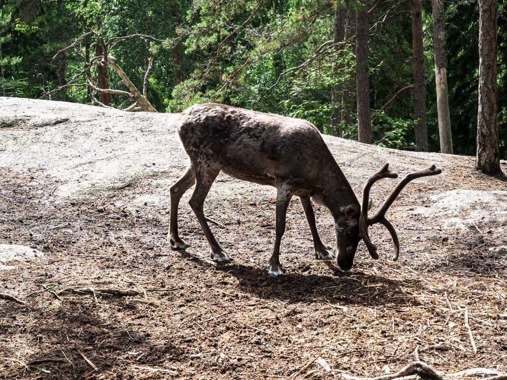 Reindeer, Finland Reindeer-Finland