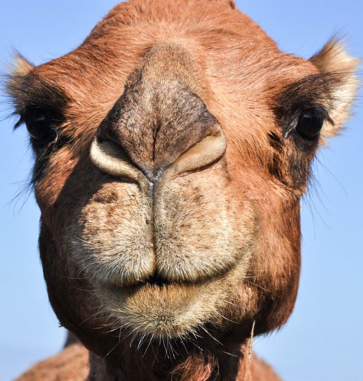 Camel, Morocco Close up of a camel's face, Morocco