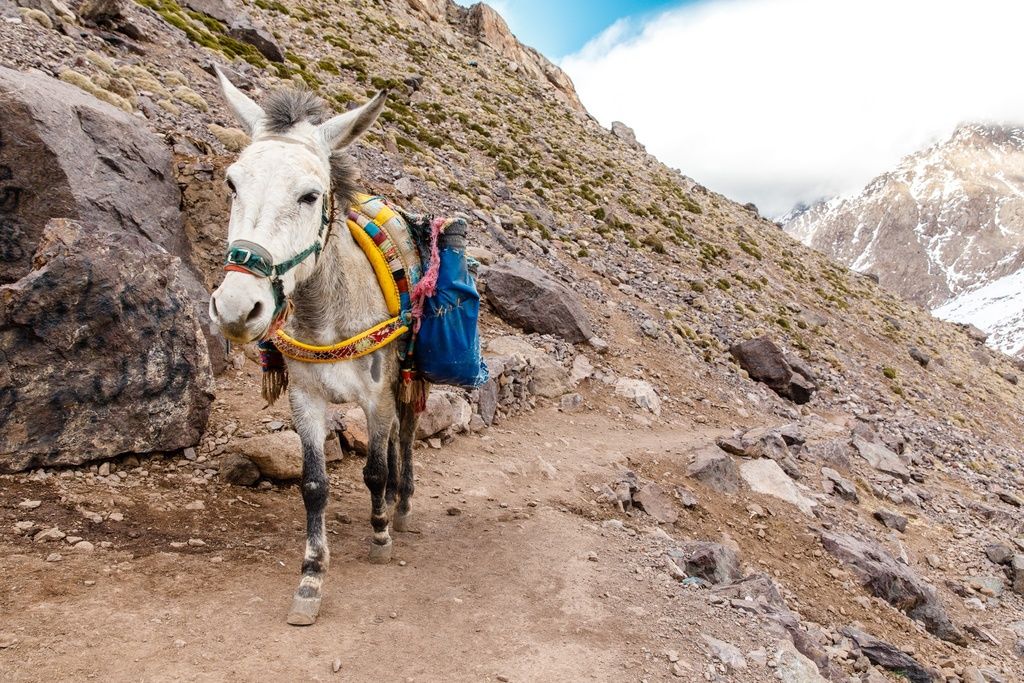 A mule in Morocco's Atlas Mountains