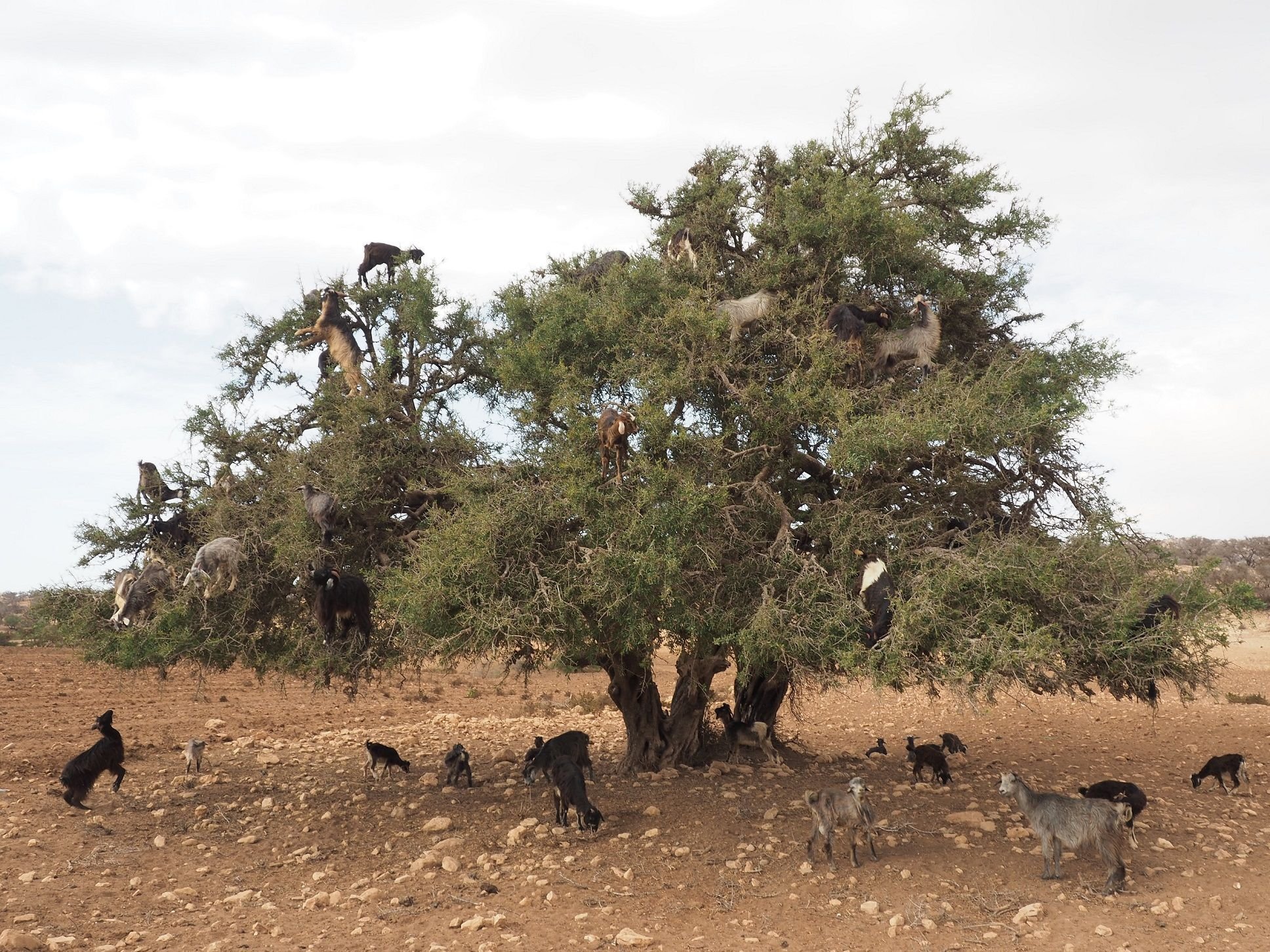 Goats climbing up an Argan tree in Morocco