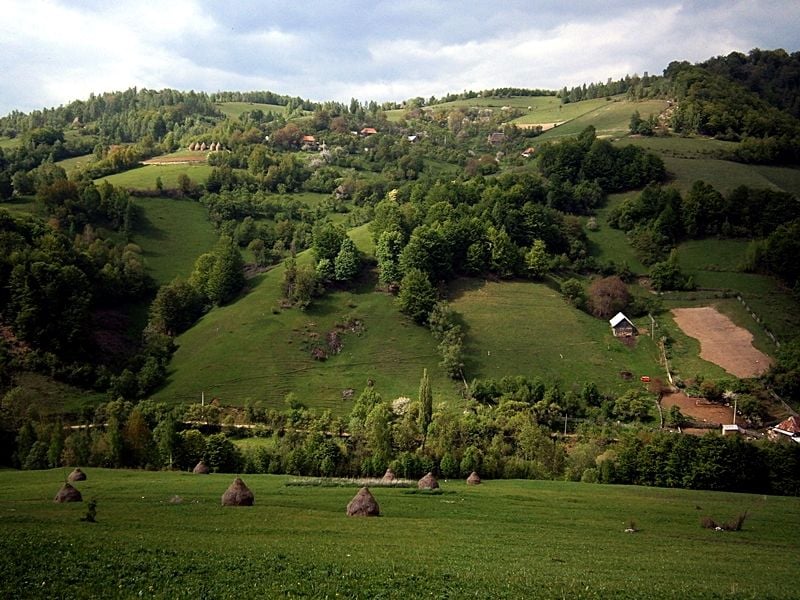 Conical haystacks in the Apuseni Mountains, in Romania.