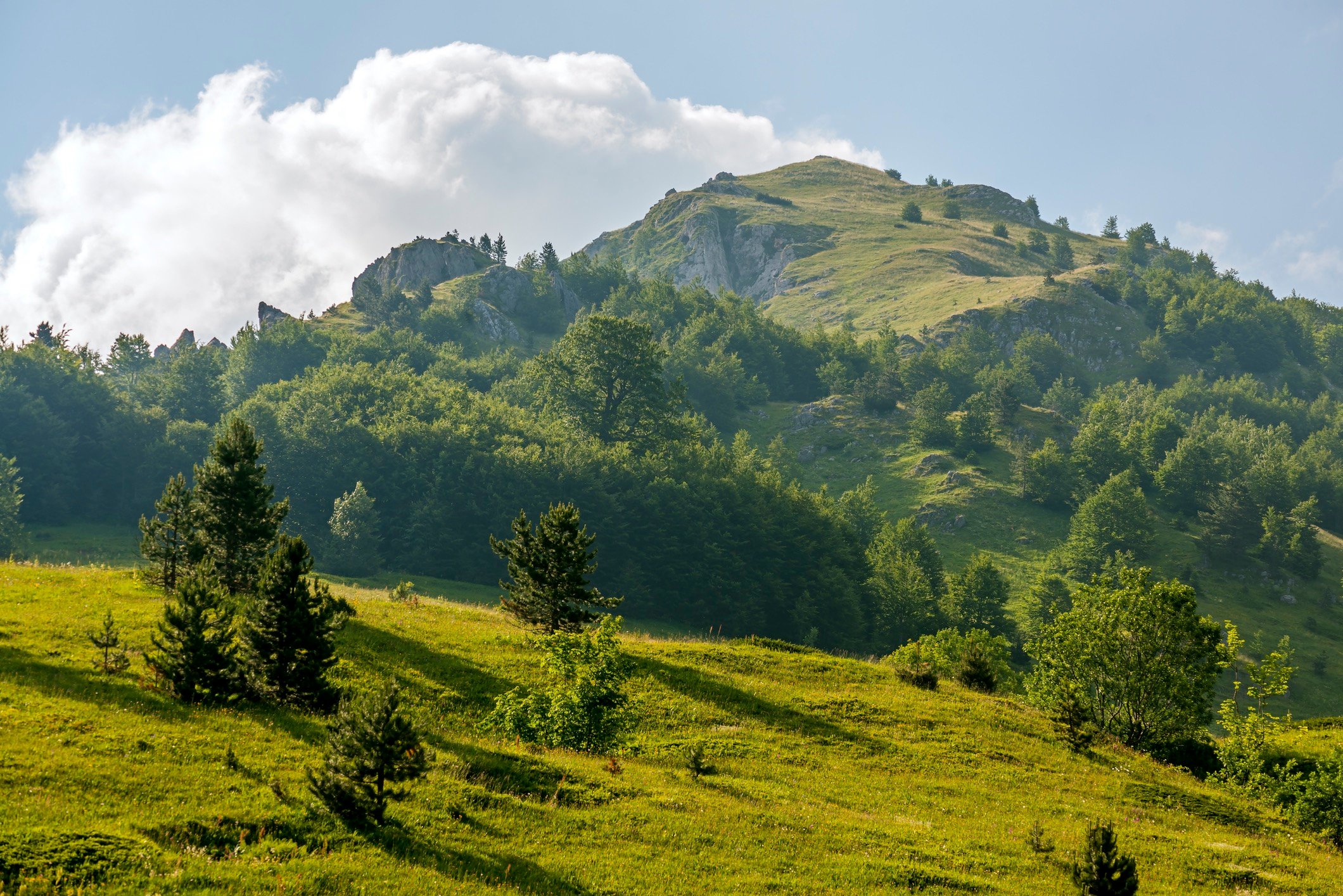 Hills and trees in Sutjeska National Park, Bosnia and Herzegovina