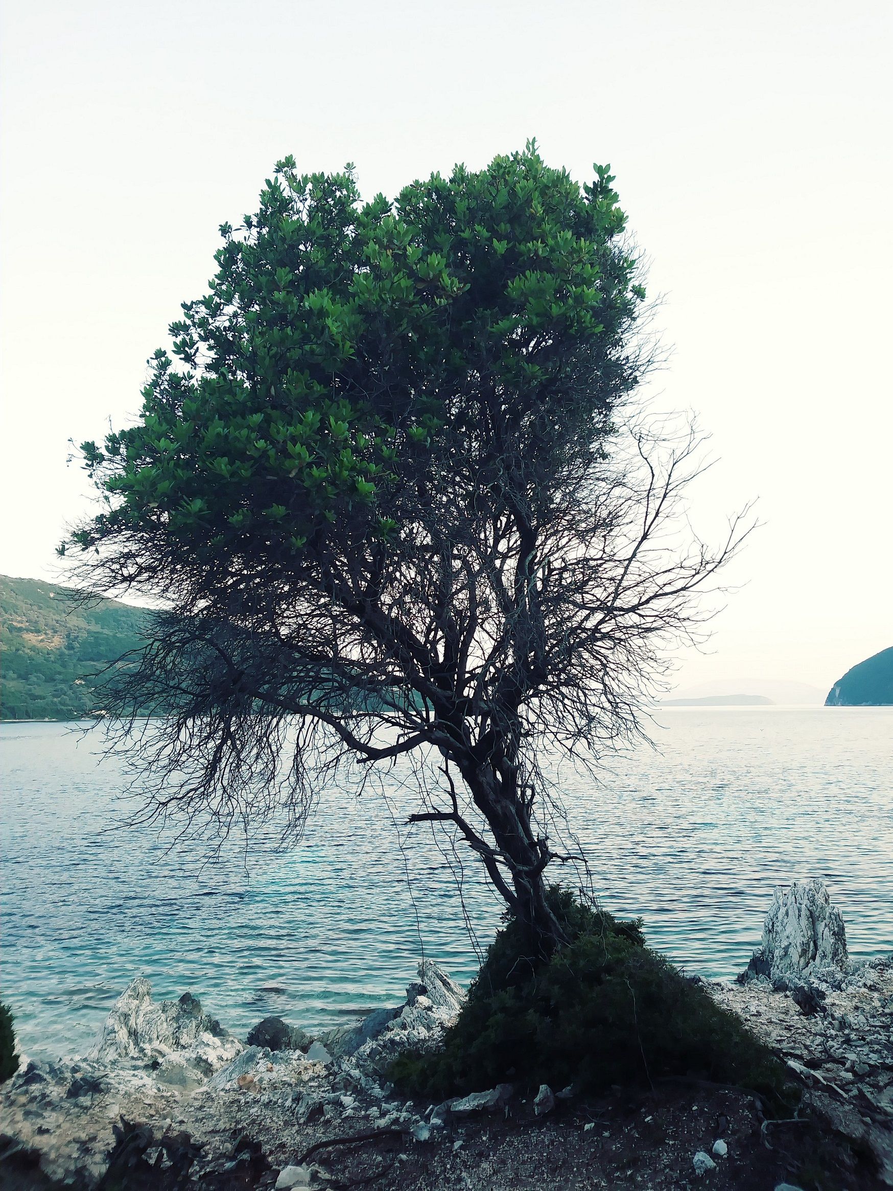 A tree on Thillia Island, Greece