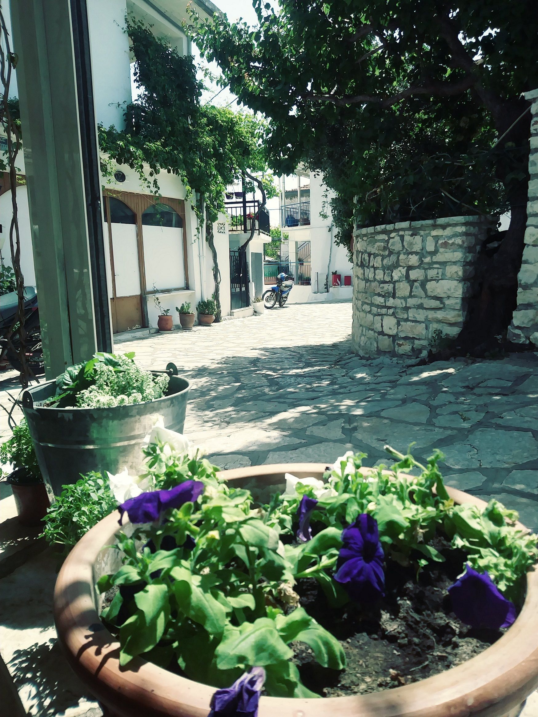 Flower pots in Spartochori, Greece