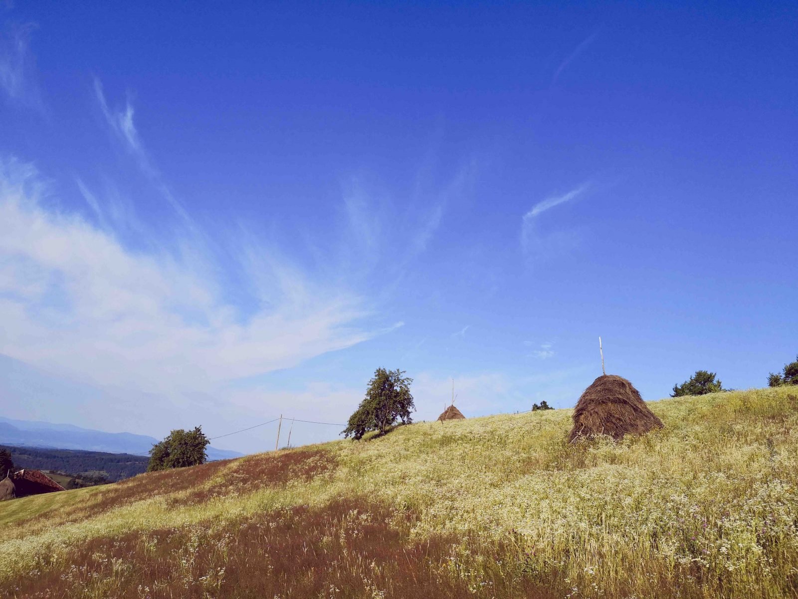 The unique conical haystacks in Romania's Western Carpathians.