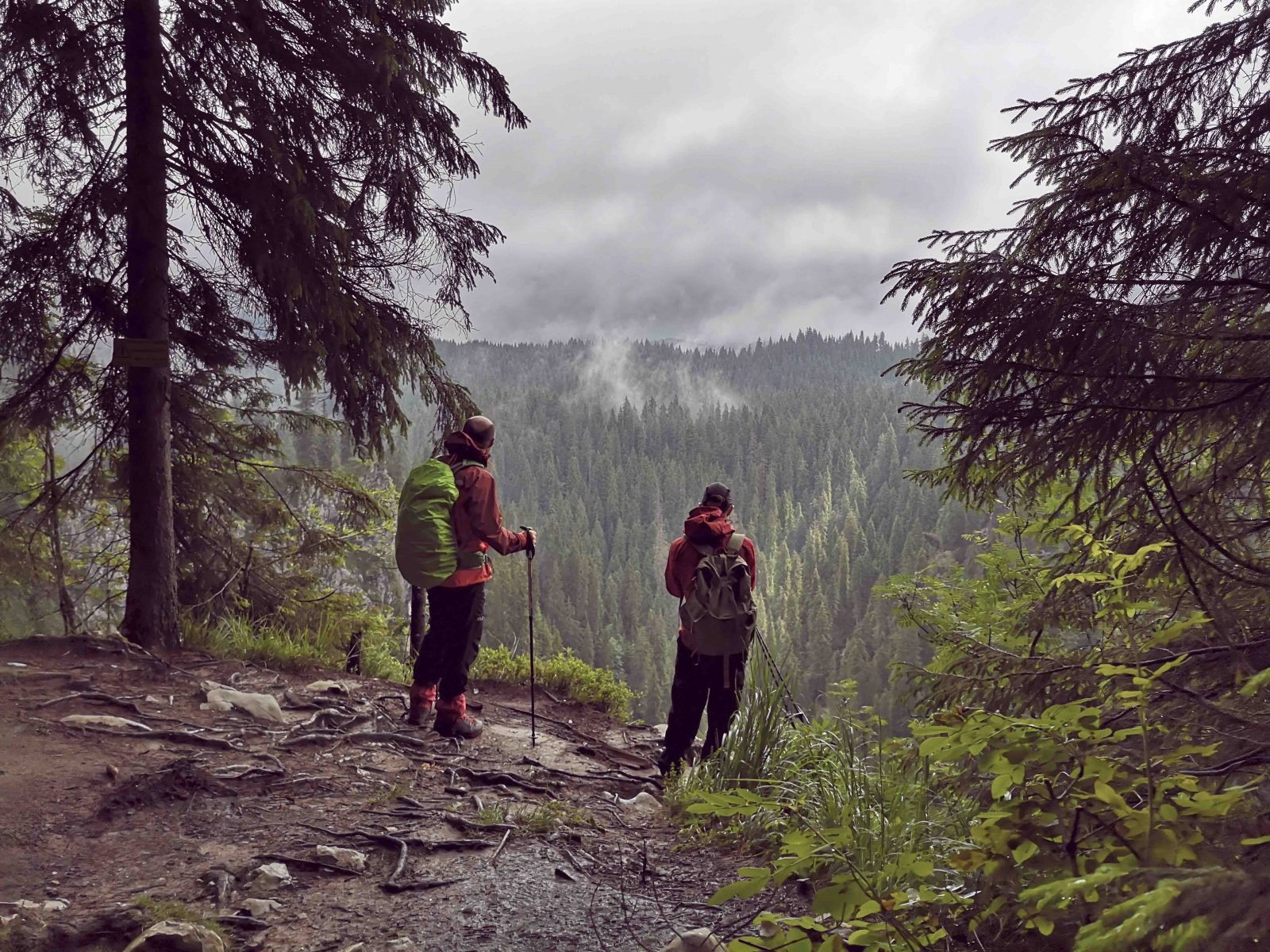Two hikers looking out onto a view of a pine forest.