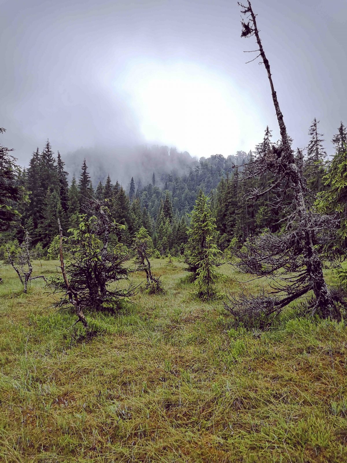 A peat bog in a Romanian forest.