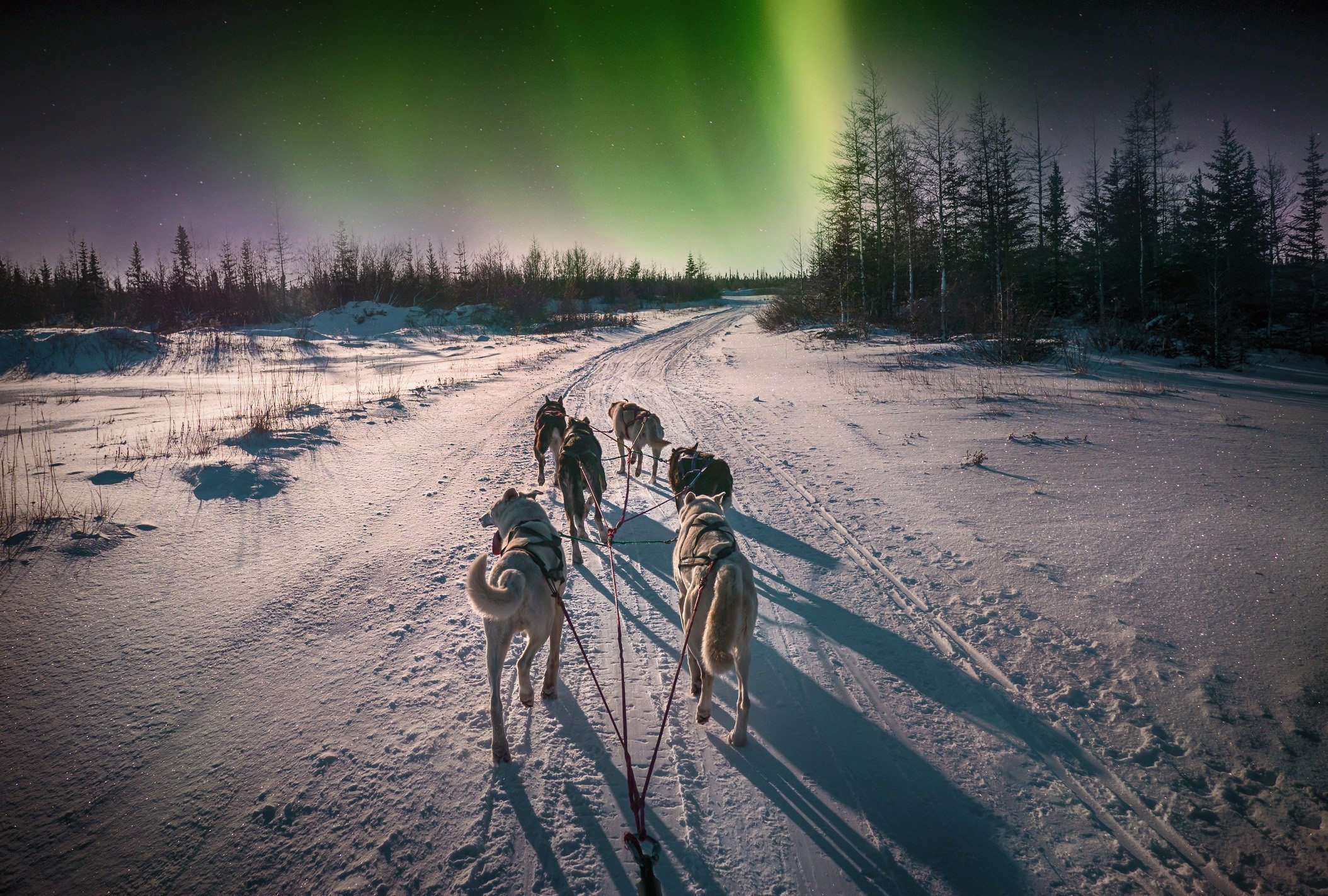 Dog sledding under the northern lights.
