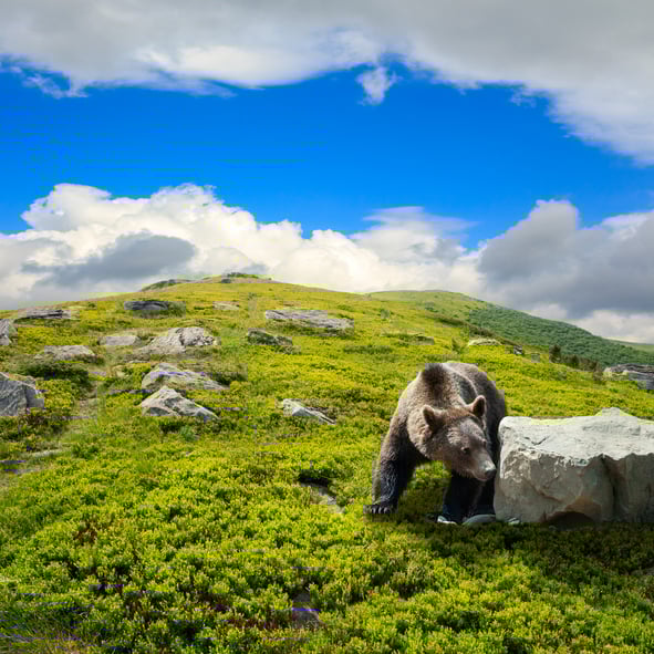 bear among stones on the hillside