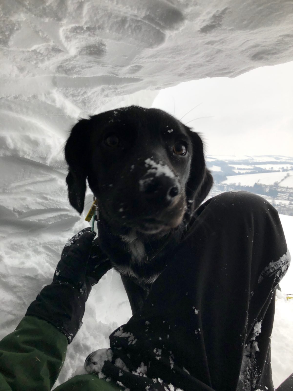 A dog in the snow.