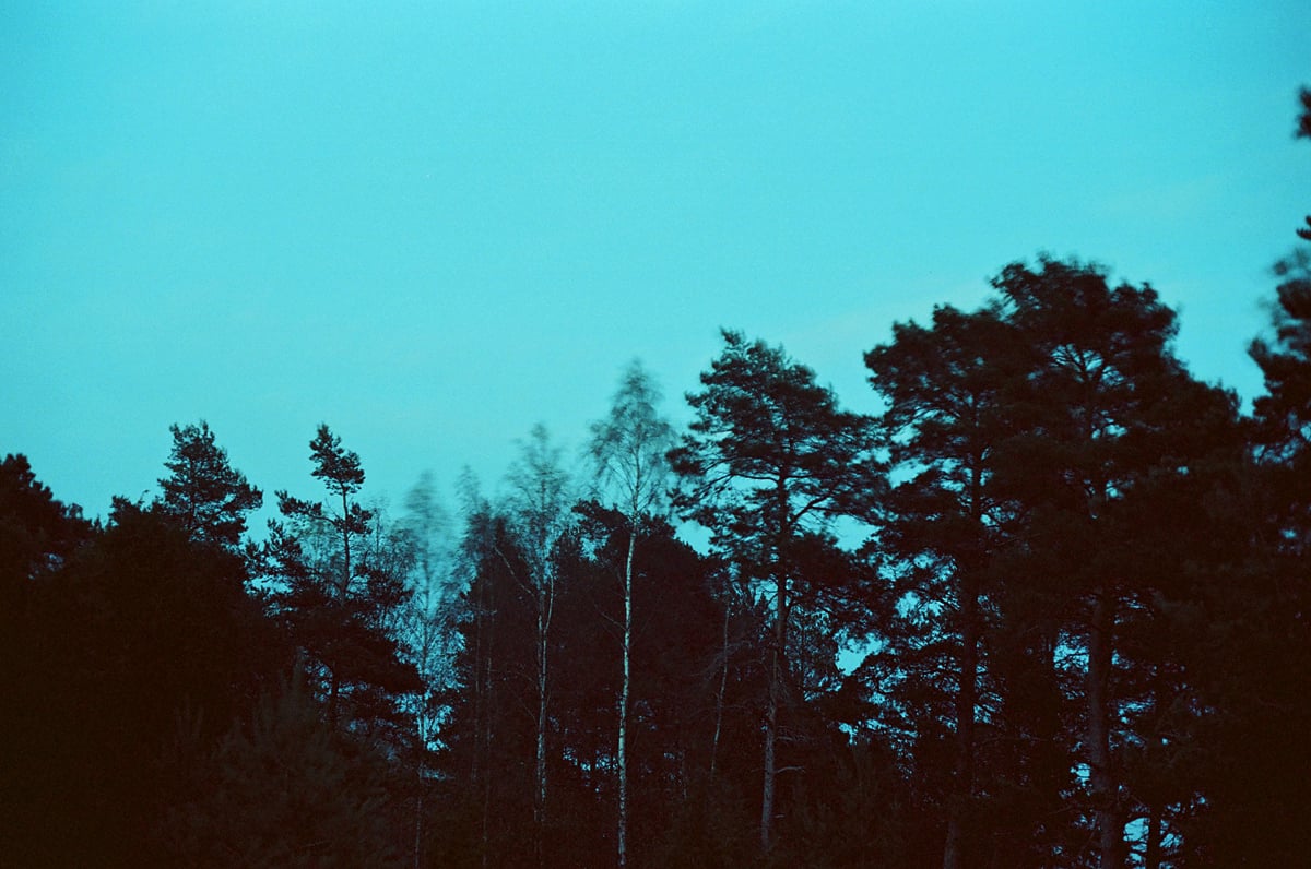 Trees at twilight on the island of Häradsskär, in the Saint Anna Archipelago