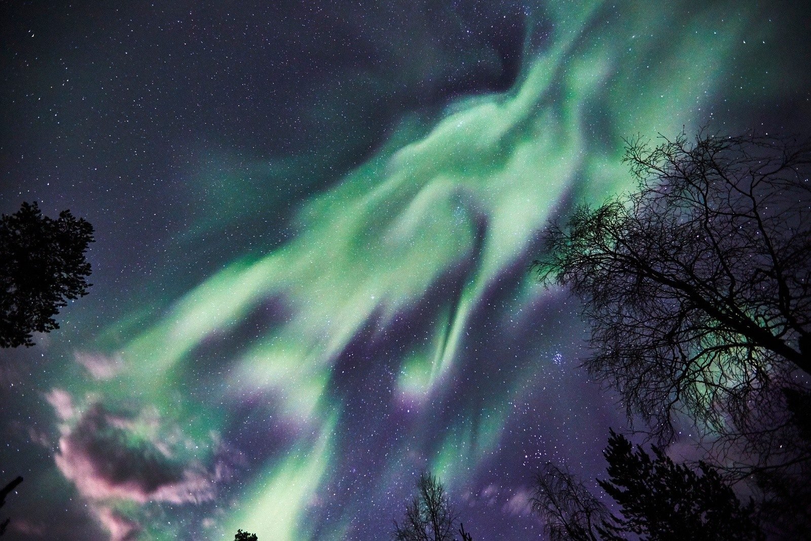 The northern lights shining directly above, through some trees