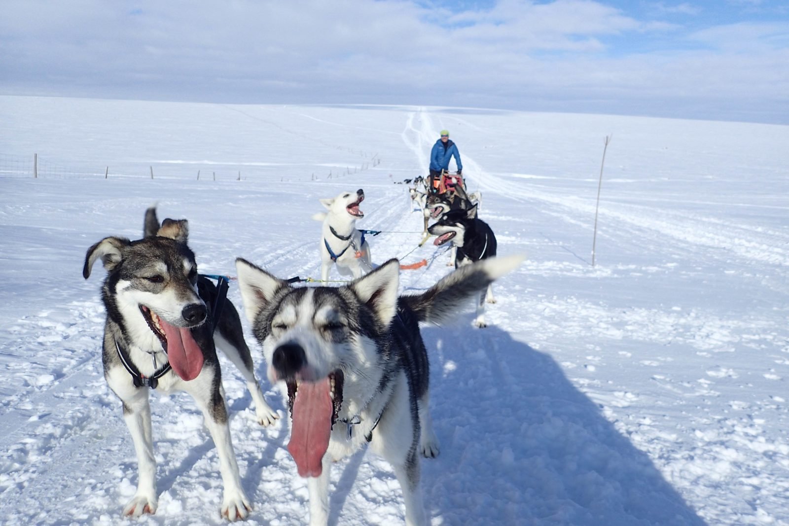 Dog sledding in the Arctic - the front two sled dogs are panting from exertion.