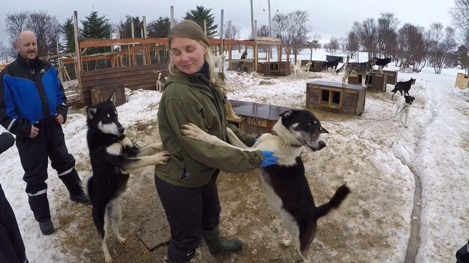 A woman being greeted by sled dogs in Finland.